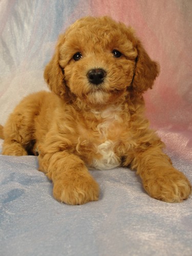 Female Bichon poodle Puppy for sale #1 Born February 5, 2012